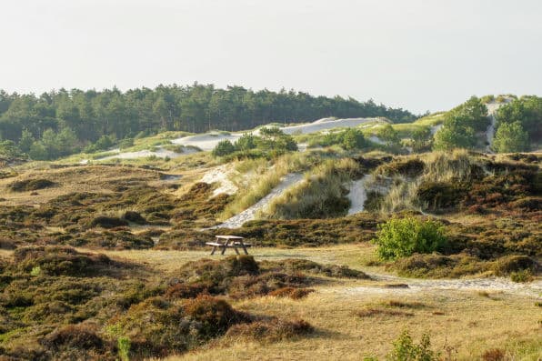 Dunes and beach grass on the coast near Egmond
